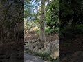 ботсад в Брисбене