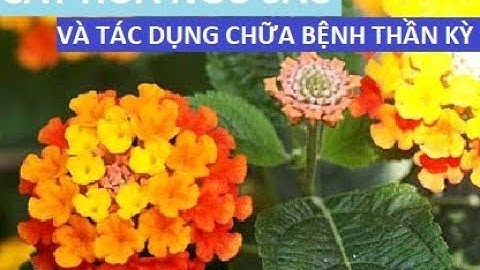 CÂY HOA NGŨ SẮC và TÁC DỤNG CHỮA BỆNH THẦN KỲ