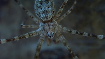 Little Monsters Shot on IDOLCAM Vlogging Camera