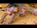 THIS BABY MONKEY TRIES TO GET FREE FROM FAMILY RULES