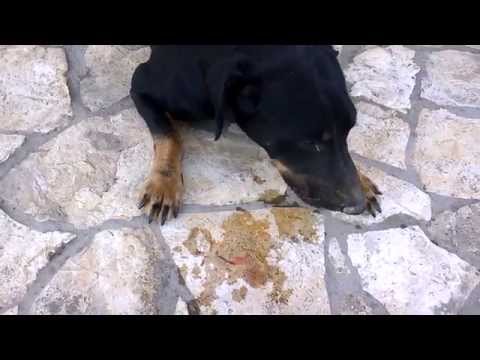 Videó: Mit Esznek A Kutyák