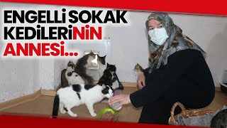 Hayvansever Kadın, Sokakta Bulduğu Engelli ve Muhtaç Kedilerin Bakımını Üstlendi