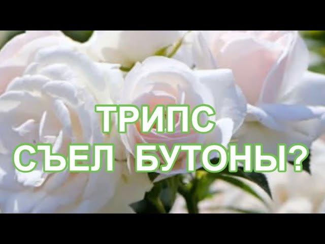 подушечки бутоны подушечки бутоны