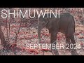 SHIMUWINI IN SEPTEMBER - Kruger National Park