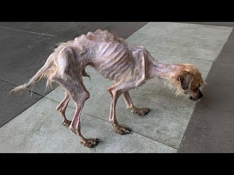 Bones almost piercing the skin, he walks with difficulty and begs everyone  for some mercy - YouTube