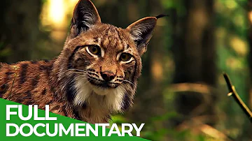 In the Wilderness of the Carpathian Mountains | Wild Slovakia | Free Documentary Nature