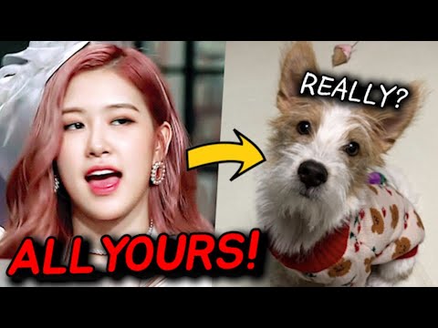 ً on X: rosé walks hank like a normal dog then there's jennie   / X
