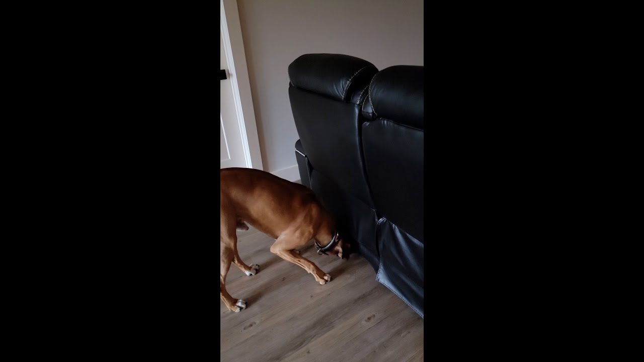 AKC Trick Dog Novice Trick 5 Find It YouTube akc-trick-dog-novice-trick-5-find-it-youtube