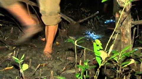 Đất mũi Cà Mau. (BQL Nhưng Miên)