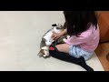 娘のことがずっと大好きな猫