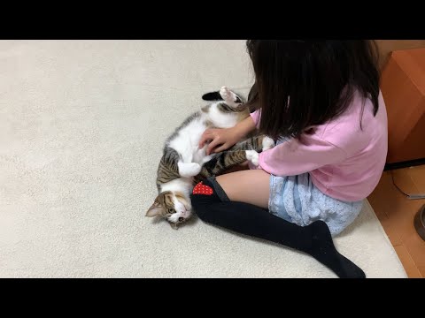 娘のことがずっと大好きな猫  