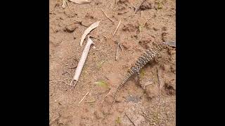 monitor lizard in bathroom | animal rescue video|snake saver|Jungle New Video
