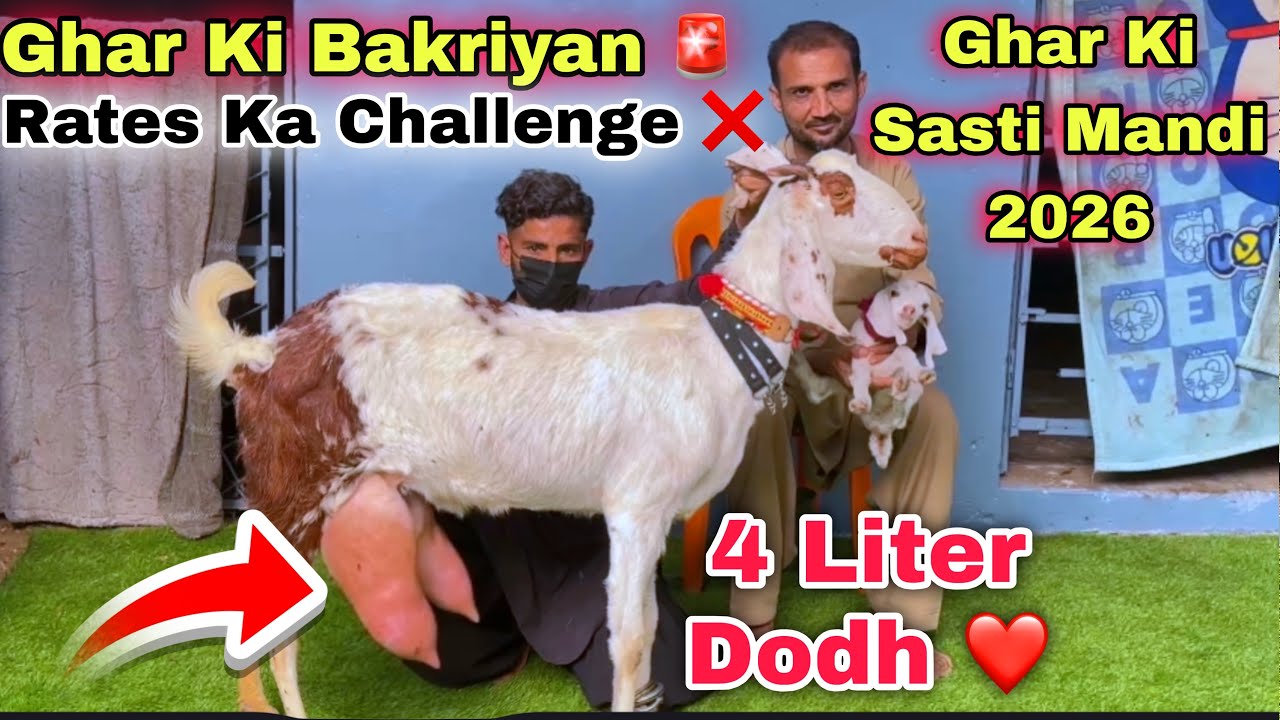 Ghar Me Karachi Ki Sasti Bacho & Dodh Wali Bakriyon Ki Mandi😍 Nana Goat Farm | Lalukhet Bakra Mandi 