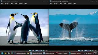 Windows Vista vs Windows 7 Comparatie