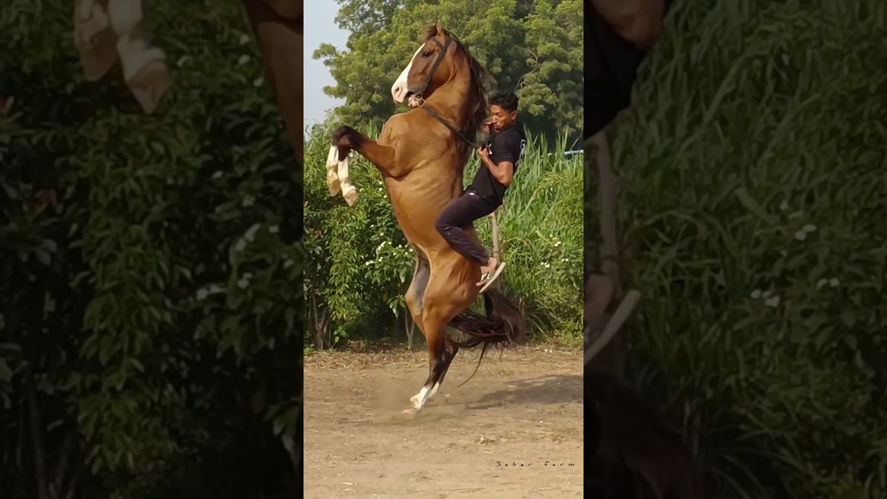 ride on horse is a fly without wings 💸