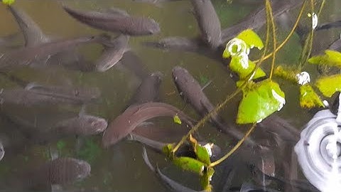 LUC NGO TV chia sẻ mô hình nuôi cá lóc đồng bằng bể bạc (kết quả không ngờ. ..?...)