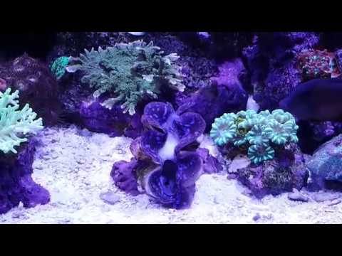 Clam Spawning CLAM SPAWNING - YouTube