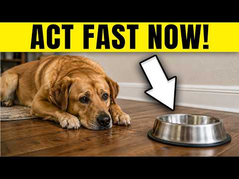 NEVER Ignore These 10 Warning Signs Your Dog Is Unhealthy