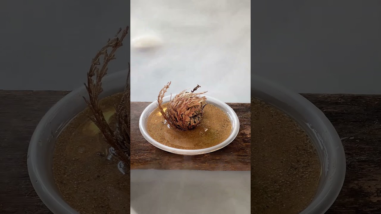 Dinosaur Plant (selaginella lepidophylla)