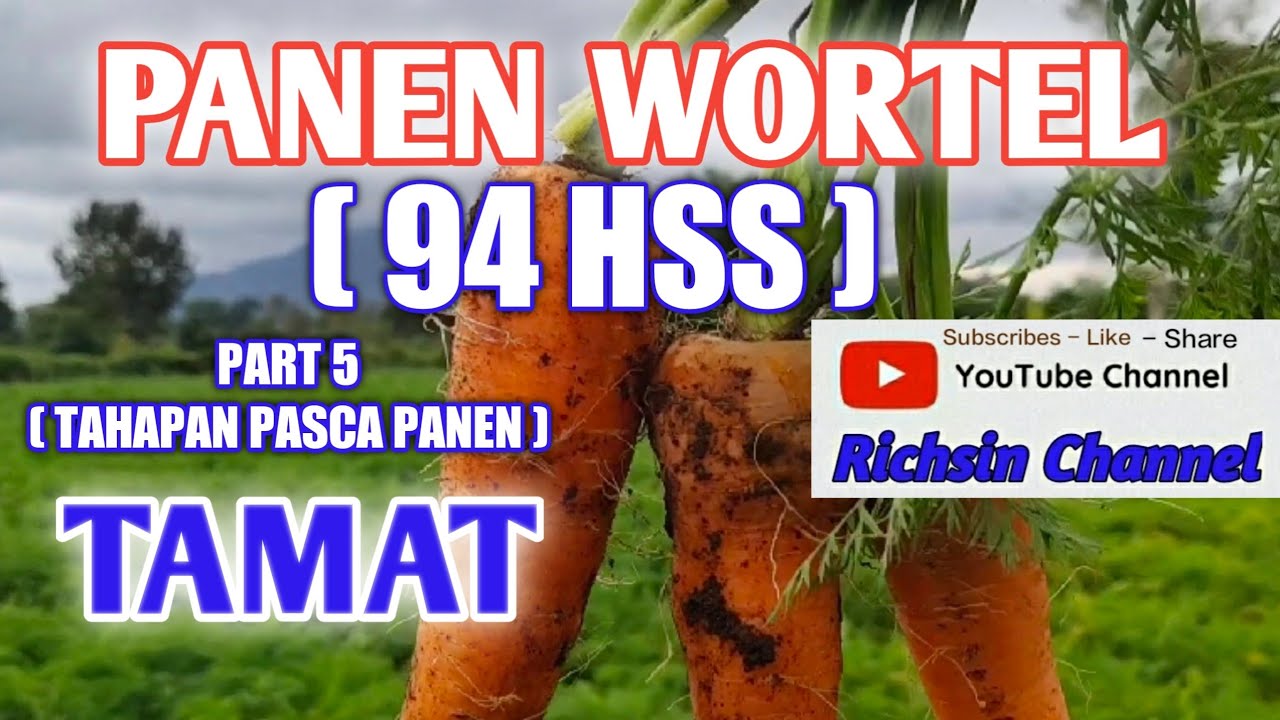 CARA MENANAM WORTEL BERASTAGI DAN TAHAPAN PENANAMAN WORTEL (Part 5