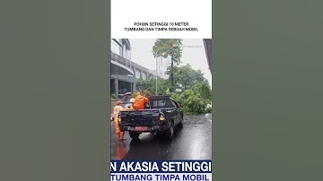 POHON SETINGGI 10 METER TUMBANG DAN TIMPA SEBUAH MOBIL
