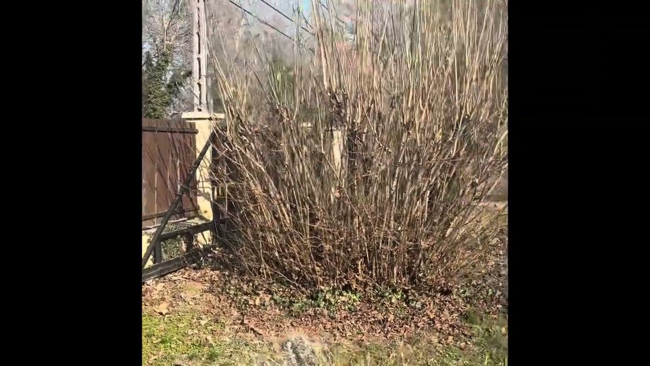 Mogyoró bokor nyírása