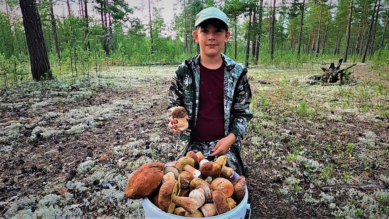 ВОТ И ПЕРВЫЕ НАШИ БЕЛЫЕ ГРИБОЧКИ, ДА ЕЩЁ И ПОДОСИНОВИКИ С МОХОВИКАМИ! ГРИБАЛКА 2025 ОТКРЫТА НА ПЯТЬ!