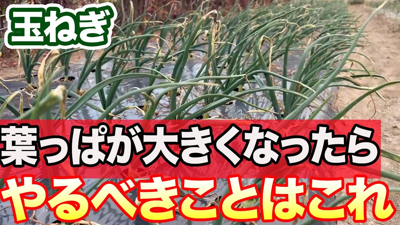 【玉ねぎ】葉っぱが大きくなったらやるべきこと