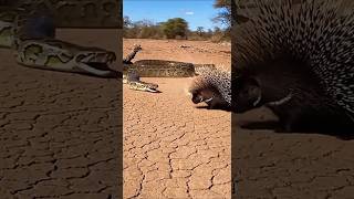 Porcupines Silent Warning The Python Didnt Listen