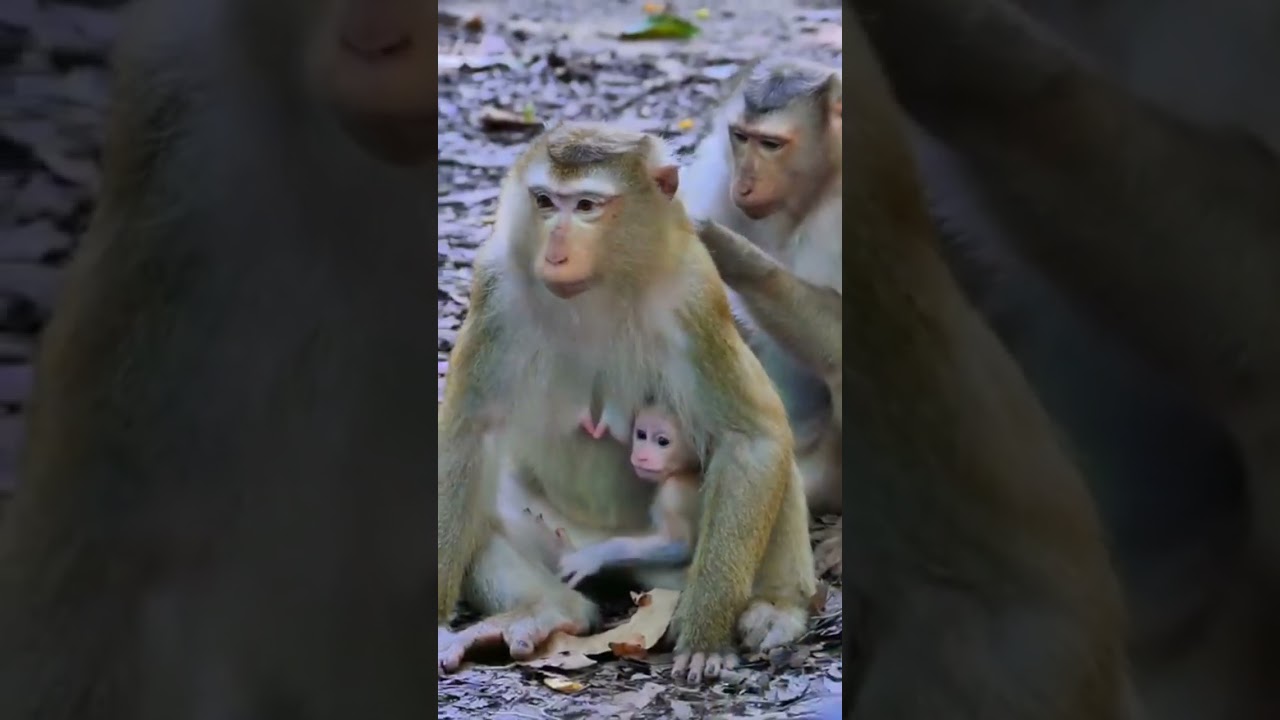 Baby cute Robin getting milk Mommy Rose 