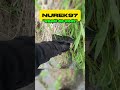 Nurek #pyka97 #kickclips