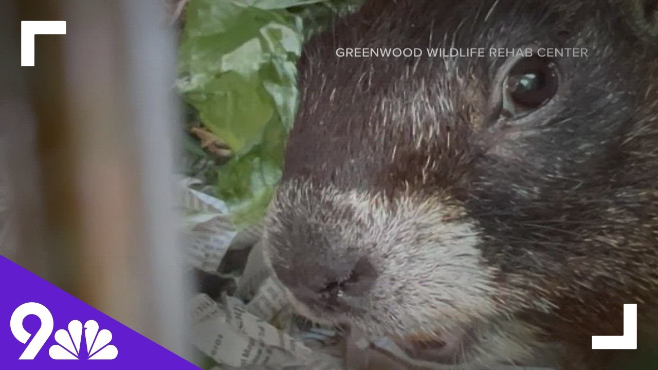 Colorado marmot hitches ride to Canada