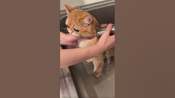 Keep this in mind if you are bathing your cat