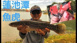 蓮池潭魚虎傷人？外來種下場如何？(台灣路亞蓮池潭魚虎 ...