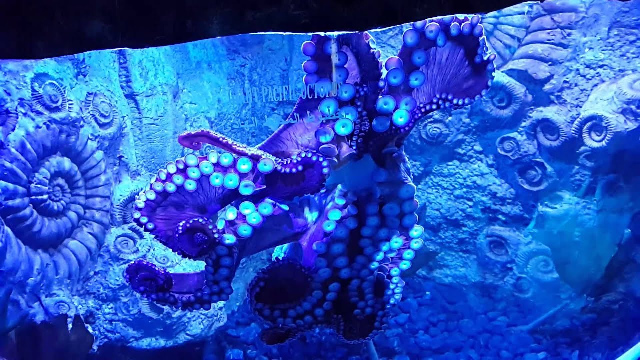 Krake Aquarium