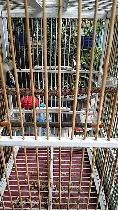 Kapasan kemiri jantan vs betina