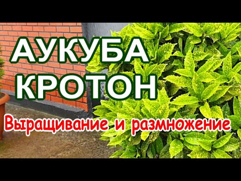 Аукуба. Кротон. Выращивание, уход, размножение