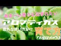 【ハーブ】ハーブなの⁉︎多肉なの⁉︎多肉ハーブなアロマティカスの育て方