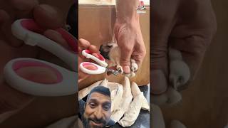 My cat's claws are getting long, so I'm finding a clever way to cut them.😜😂#cat #funny #pets
