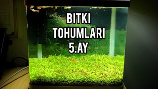 Akvaryum Bitki Tohumu | 5.Ay