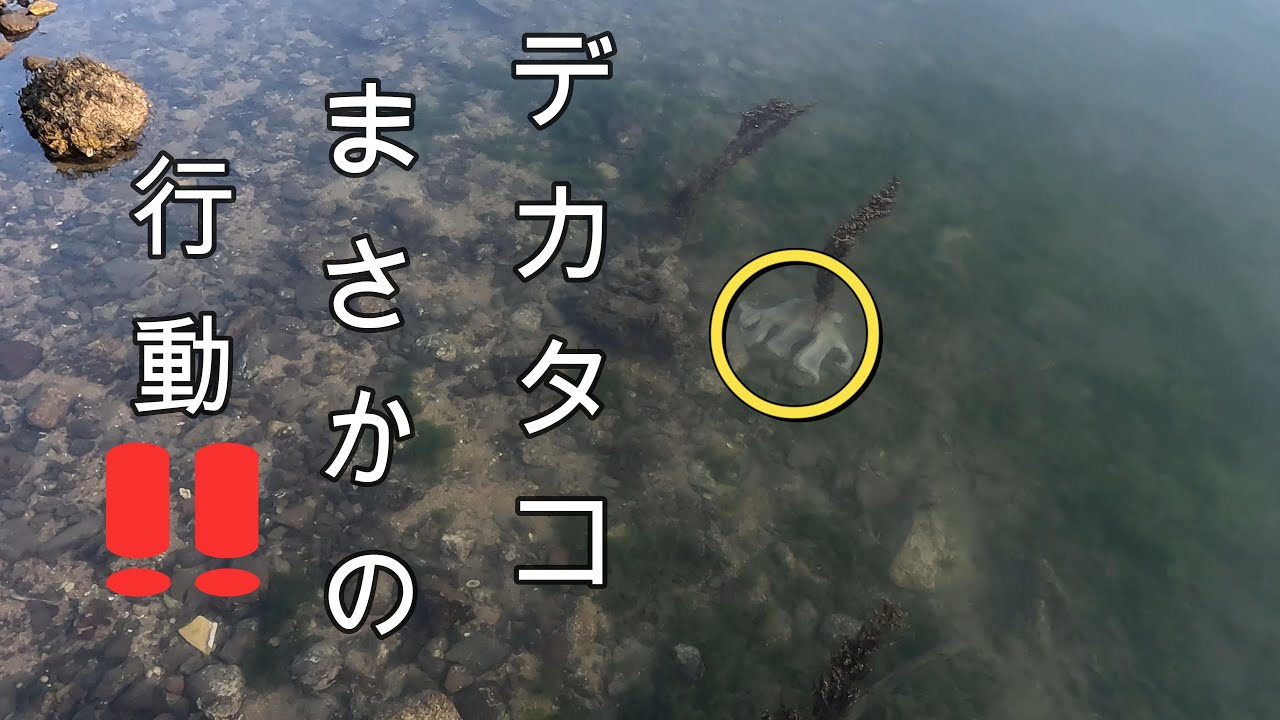 まさか‼️がたくさんありました(タコ釣り)