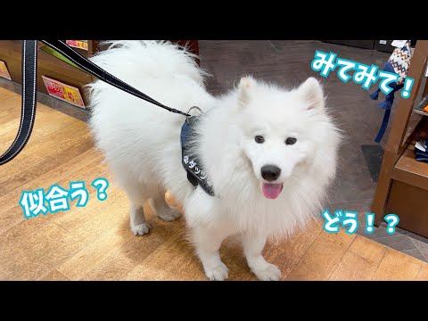 【サモエド】新しいハーネス見せたくてお仕事中に会いに行っちゃう白モフ