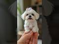 The cutest little animals #cuteanimals​ #ai​ #minianimals​#shorts​
