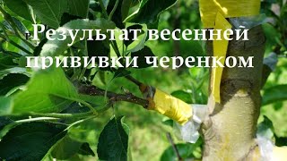 Результат весенней привики 2020