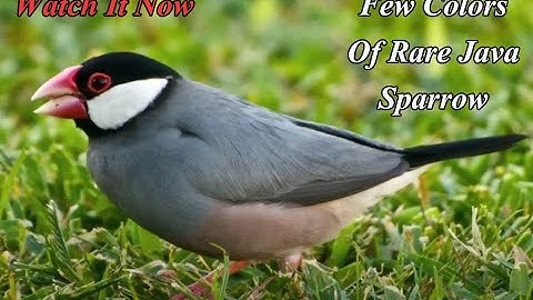 Mutations Of Java Sparrow || Rare Coloration Java Bird || Few Colors Of Rare Java Sparrow