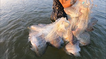 Trải nghiệm Cùng Anh Long Đánh Lưới Cá Ở Đập Bầu Cạn Đồng Nai Thu Về Mẻ Lưới 15kg Cá Rô Phi Khủng