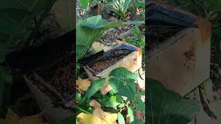 Koloni Klanceng Itama Ful Madu Info Pesan O8227933ooo4