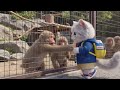 Clumsy Cat Dian at the Zoo(動物園)