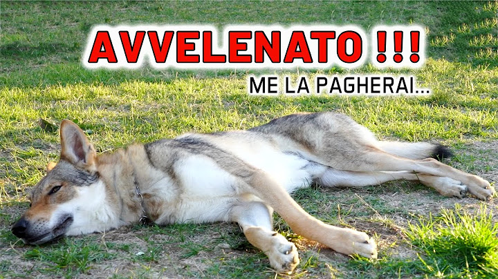 MI HANNO AVVELENATO IL CANE! 😡* BUBI SARAI SEMPRE CON NOI *