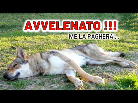 Video: Quali verdure surgelate ottenere per il vostro cane